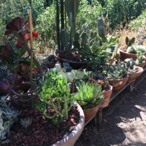 CACTUS - PIANTE GRASSE varie famiglie