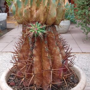 FEROCACTUS in vaso di COCCIO TOSCANO