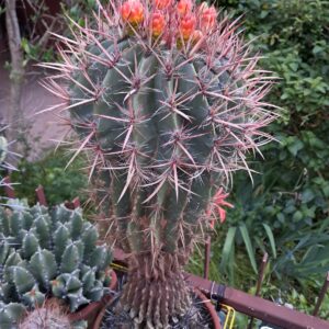 FEROCACTUS in vaso di terracotta