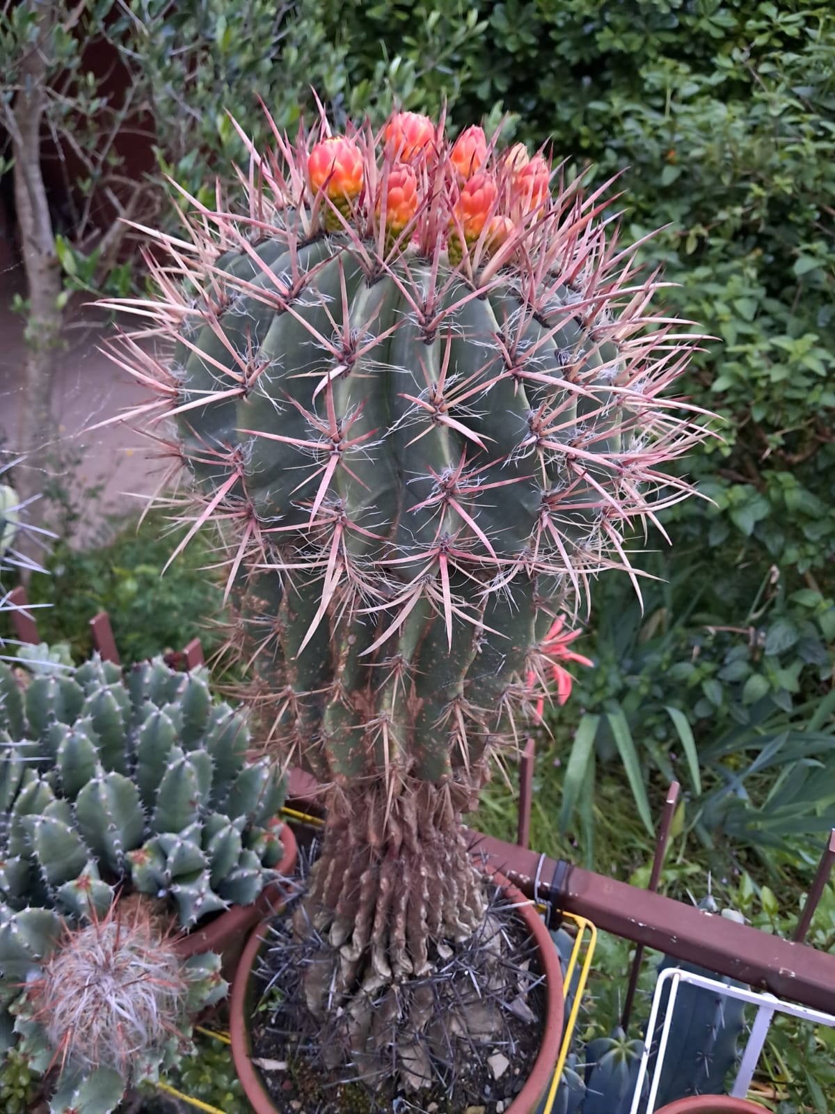 FEROCACTUS in vaso di terracotta