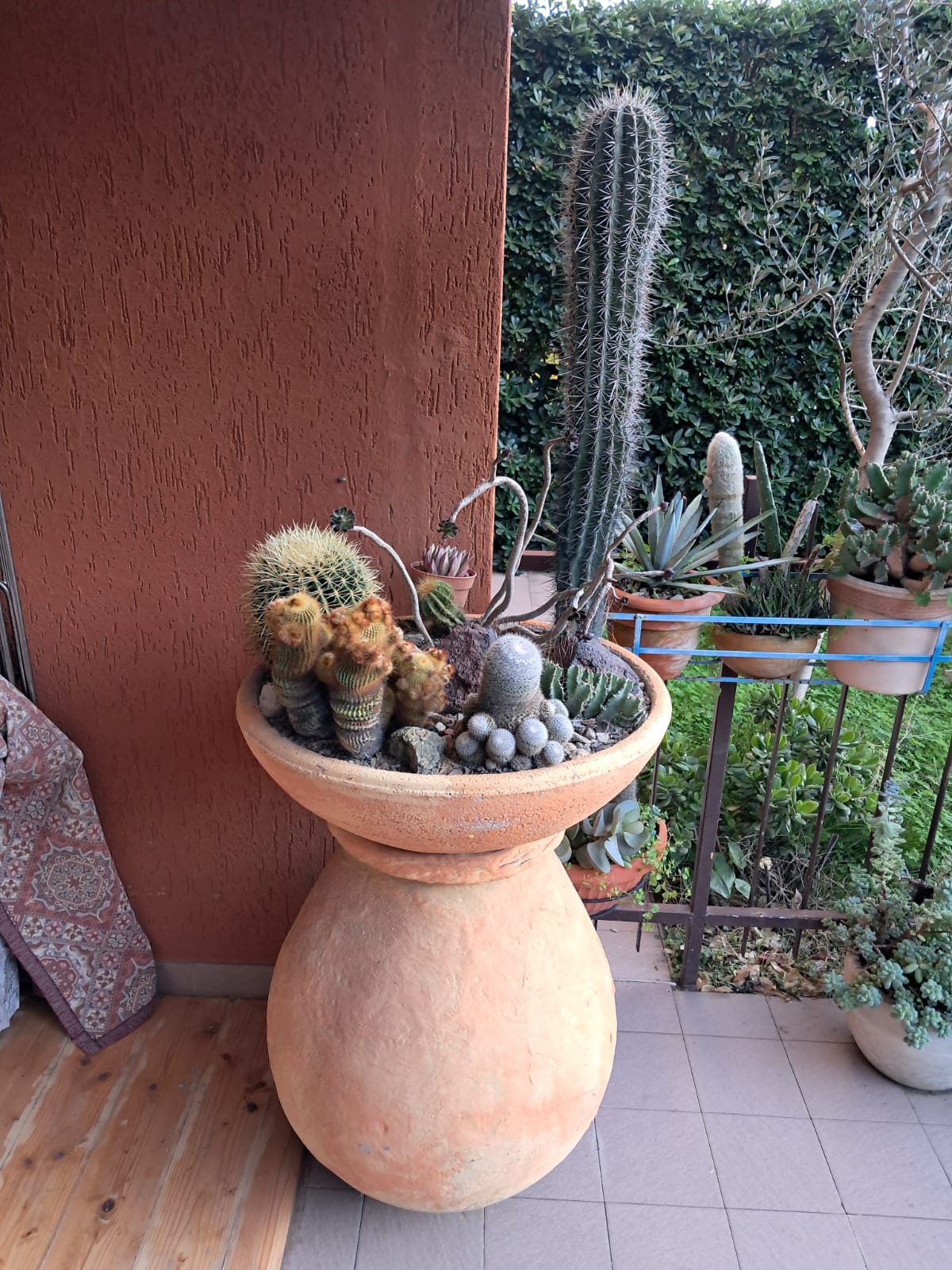 FEROCACTUS in vaso di terracotta