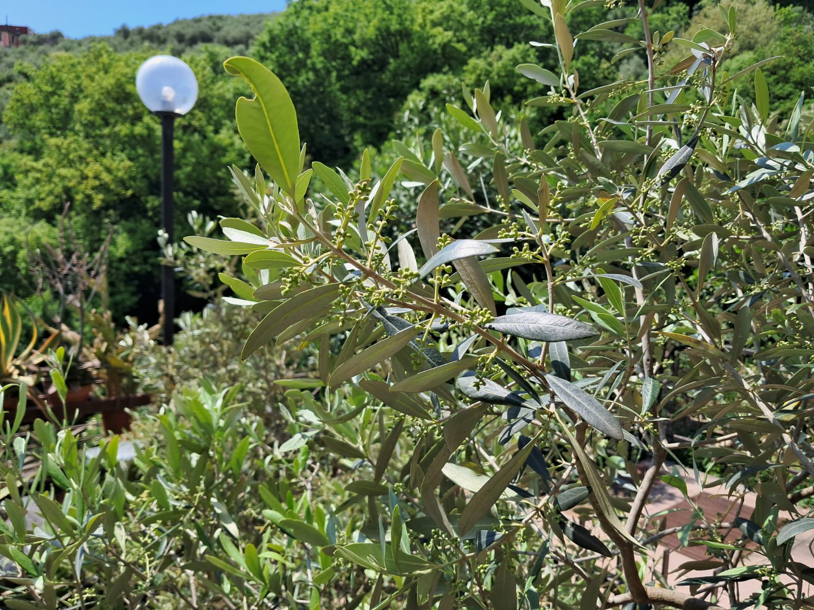 PIANTE OLIVO sane e robuste in gradi vasi