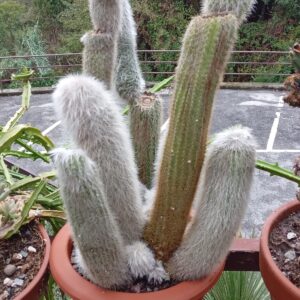 CACTUS PELO BIANCO in vaso di terracotta