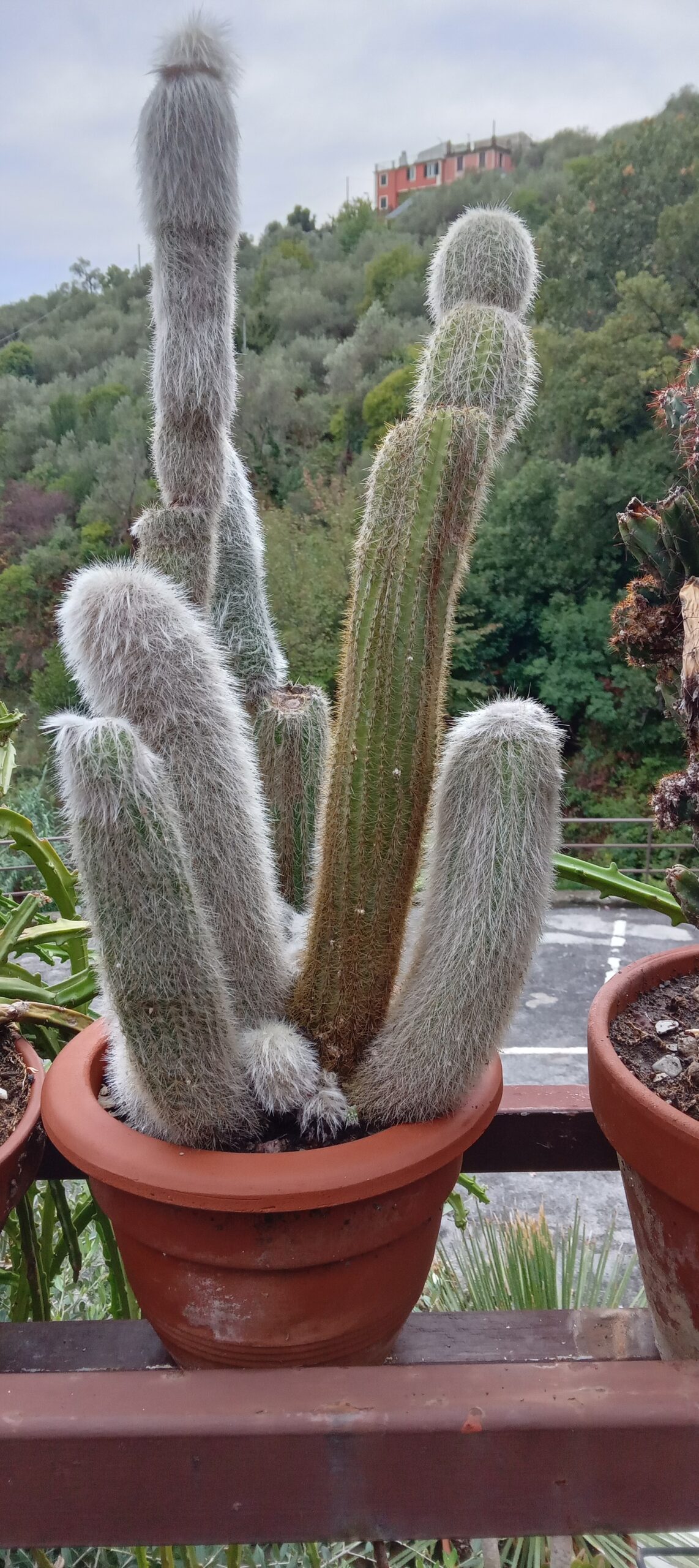 FEROCACTUS in vaso di terracotta