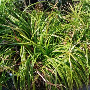 PIANTE ACQUATICHE per laghetti 4 pz