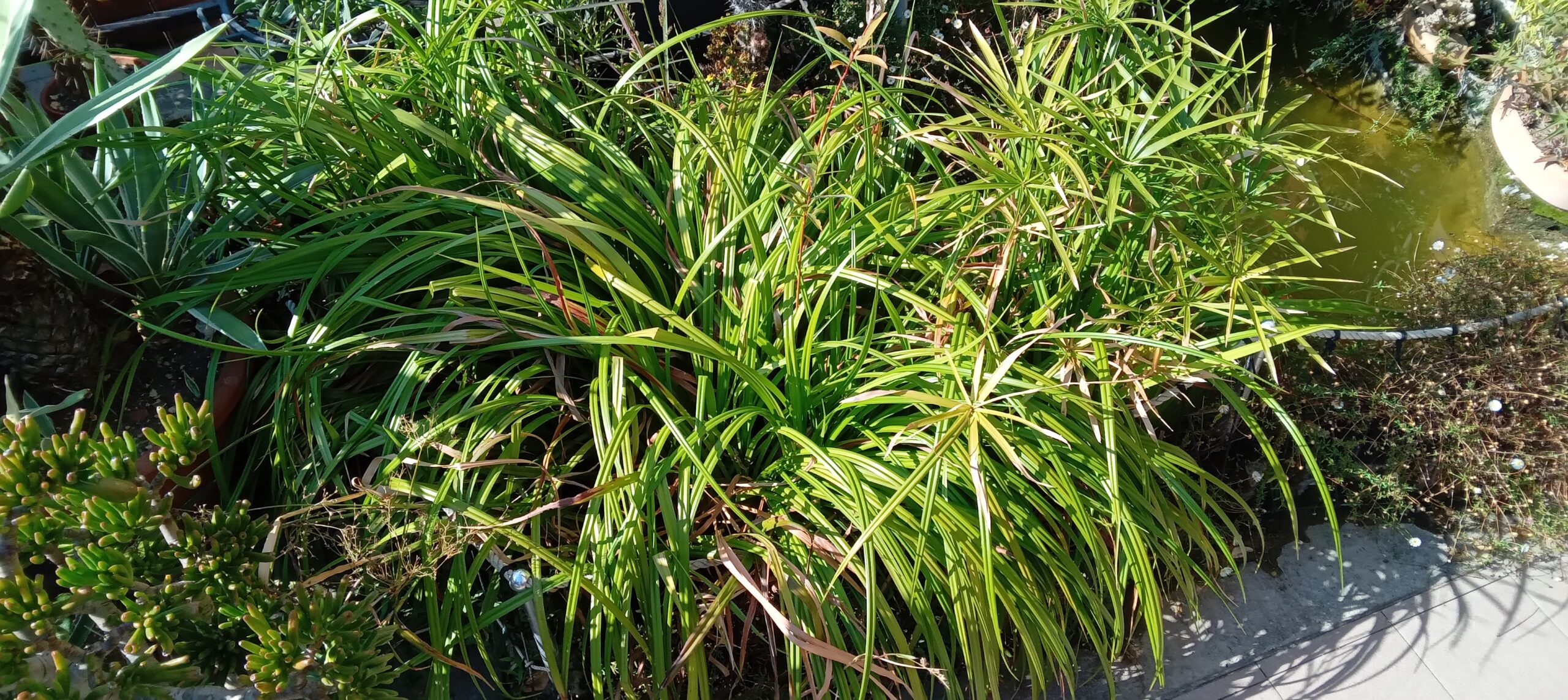 PIANTE ACQUATICHE per laghetti 4 pz