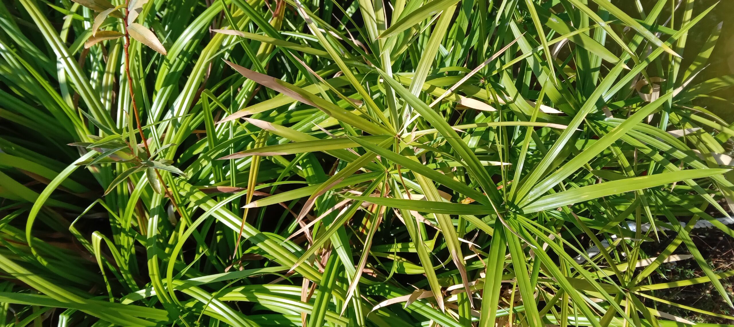 PIANTE ACQUATICHE per laghetti 4 pz