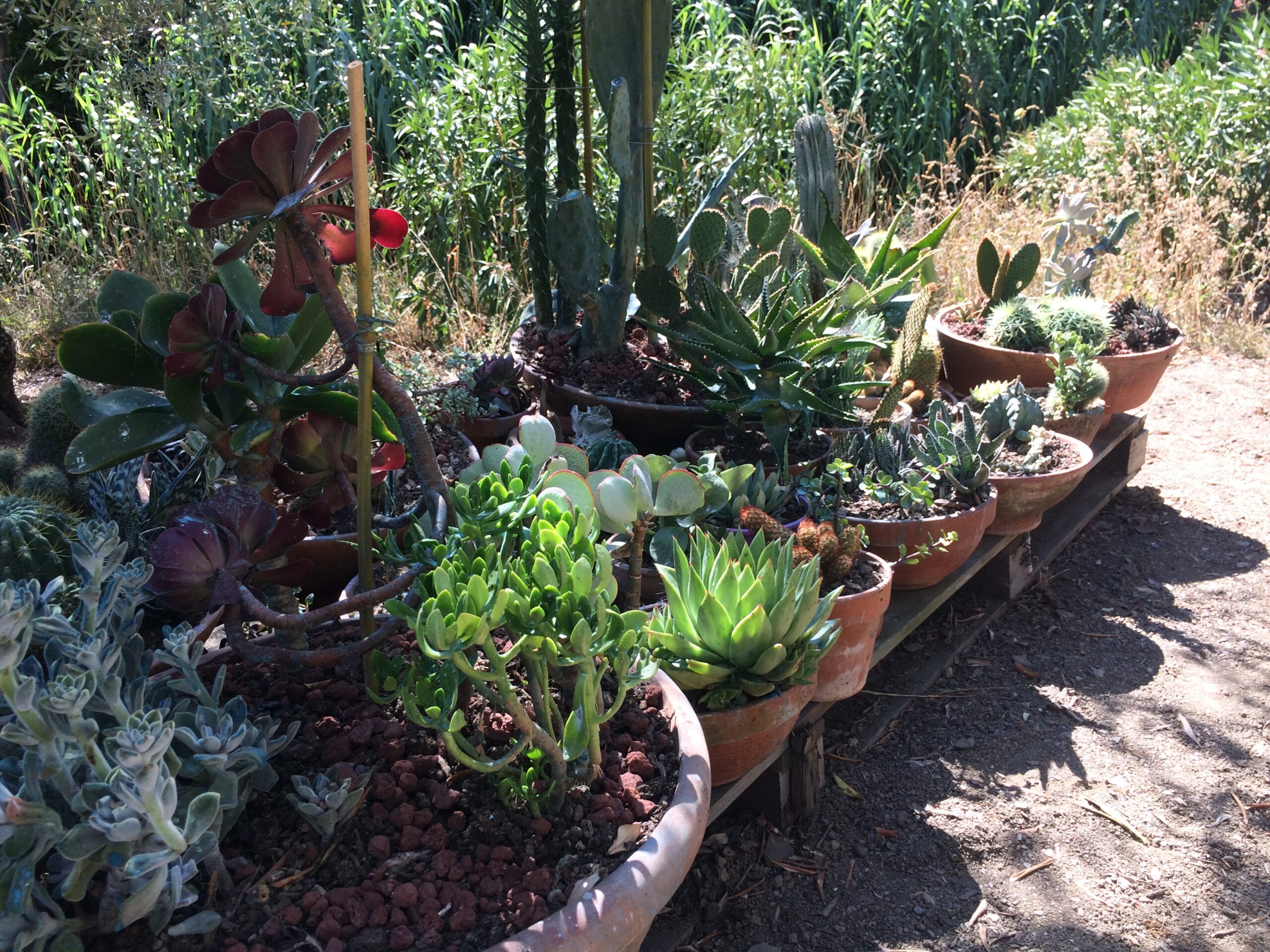 FEROCACTUS in vaso di terracotta