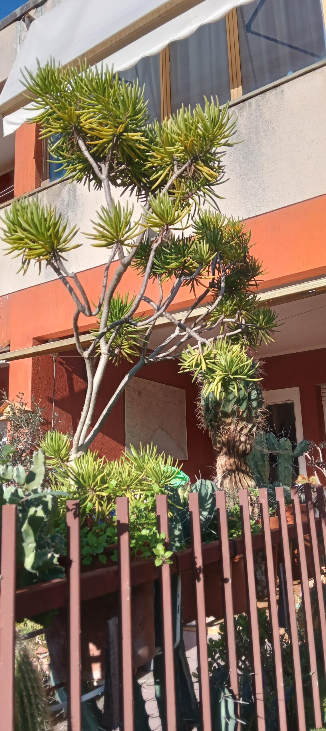 PIANTA GRASSA KLEINIA BARBERTONICA - ASTERACEAE