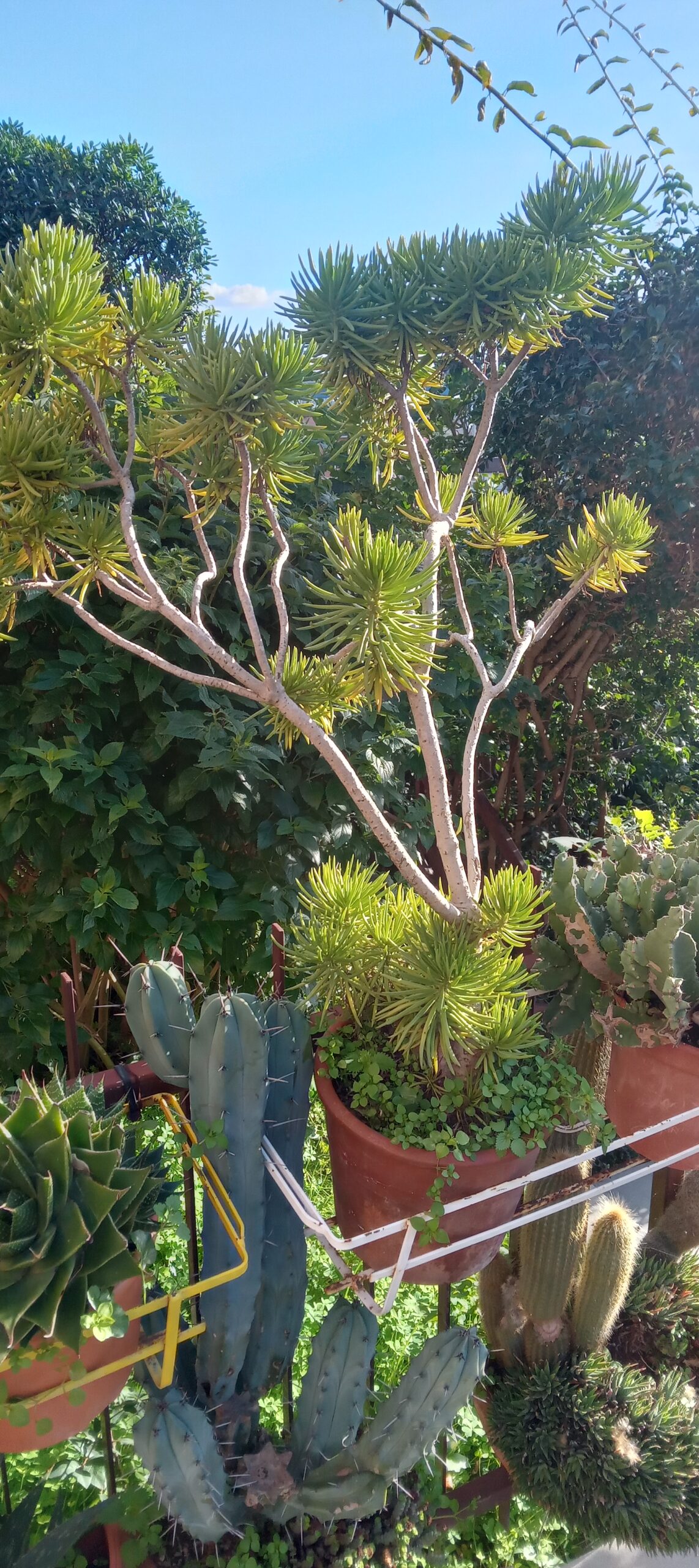 PIANTA GRASSA KLEINIA BARBERTONICA - ASTERACEAE