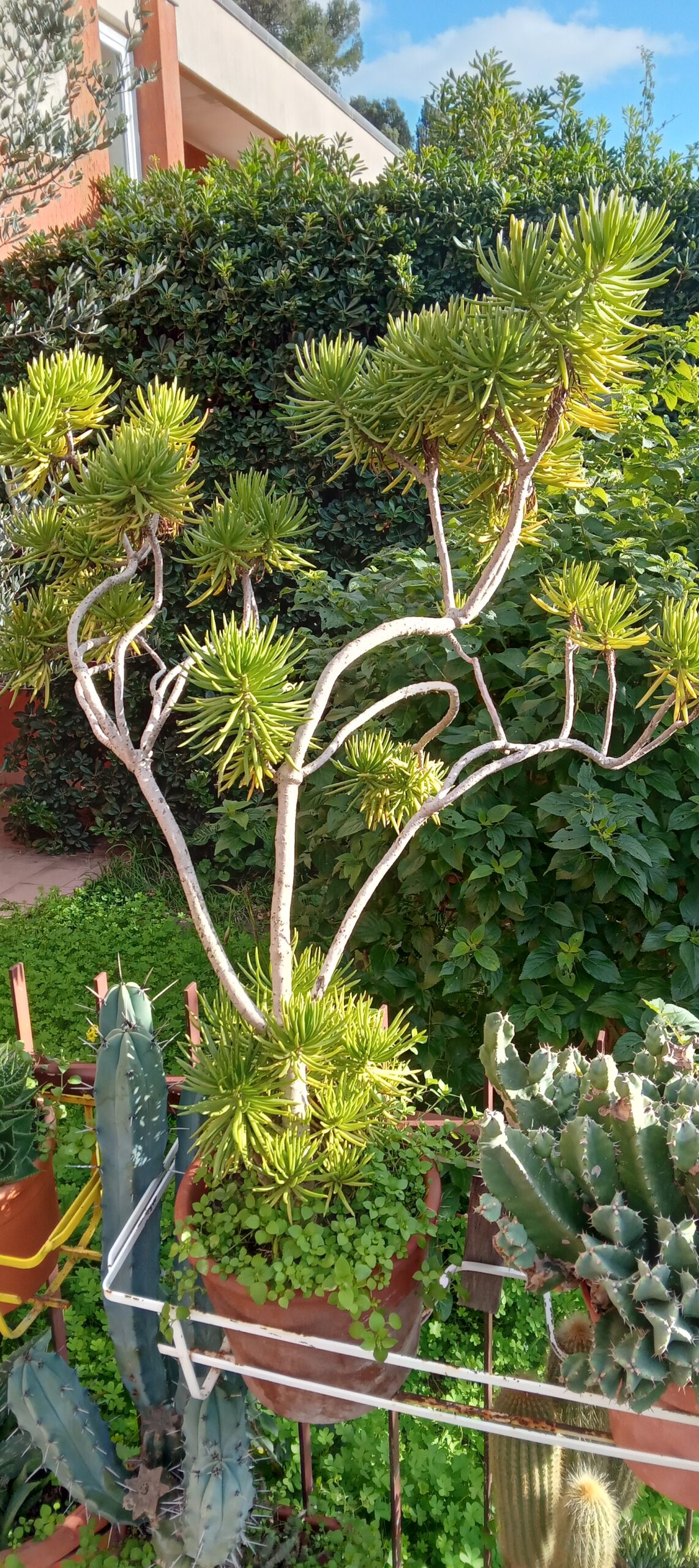 PIANTA GRASSA KLEINIA BARBERTONICA - ASTERACEAE