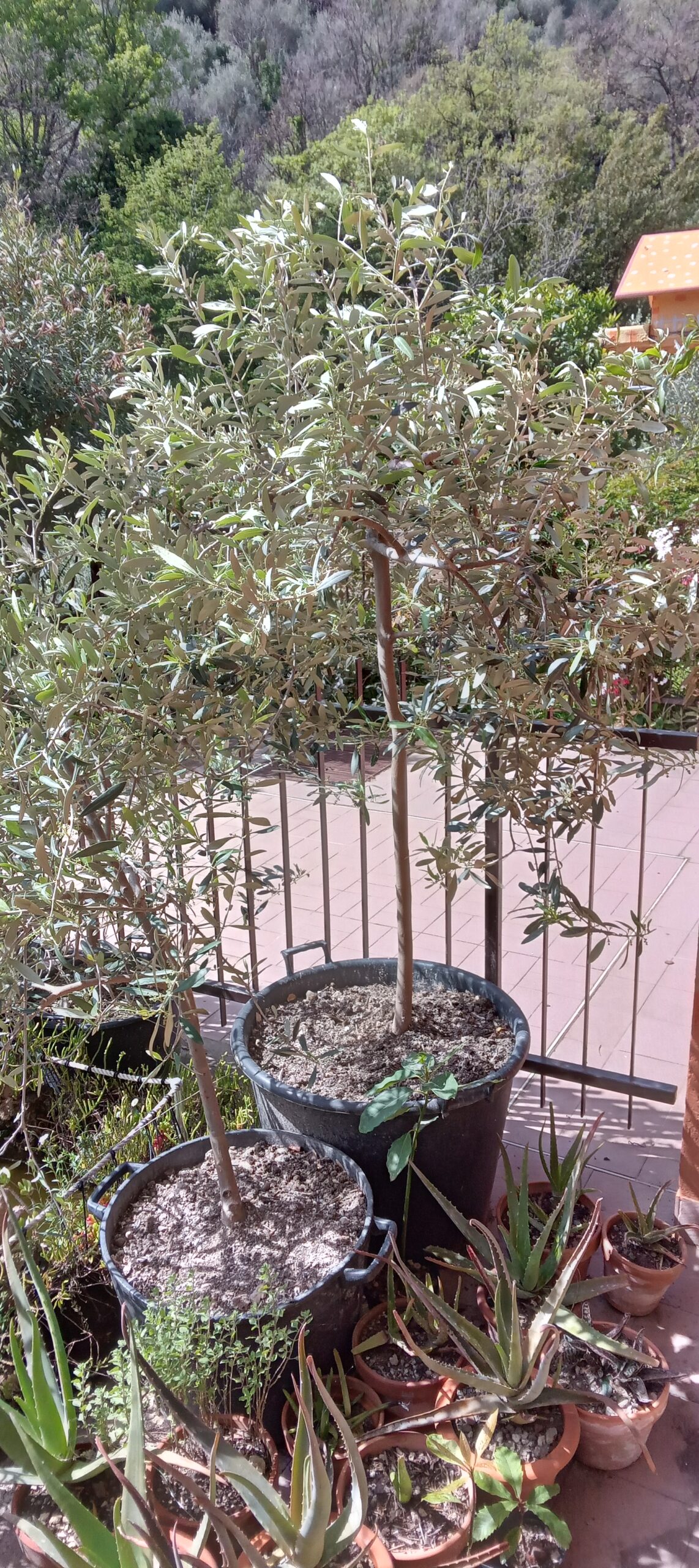 PIANTE OLIVO sane e robuste in gradi vasi