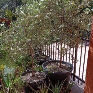 PIANTE OLIVO sane e robuste in gradi vasi