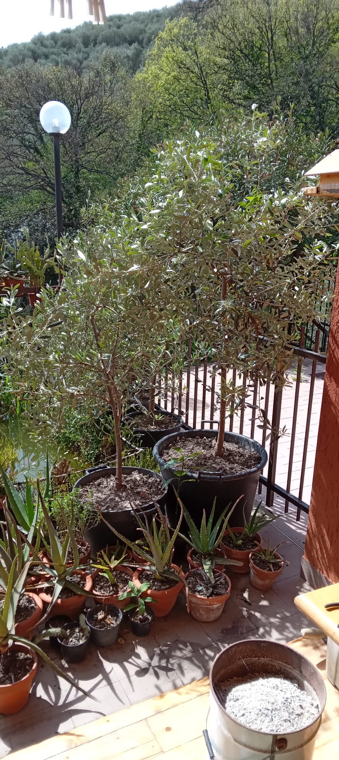 PIANTE OLIVO sane e robuste in gradi vasi