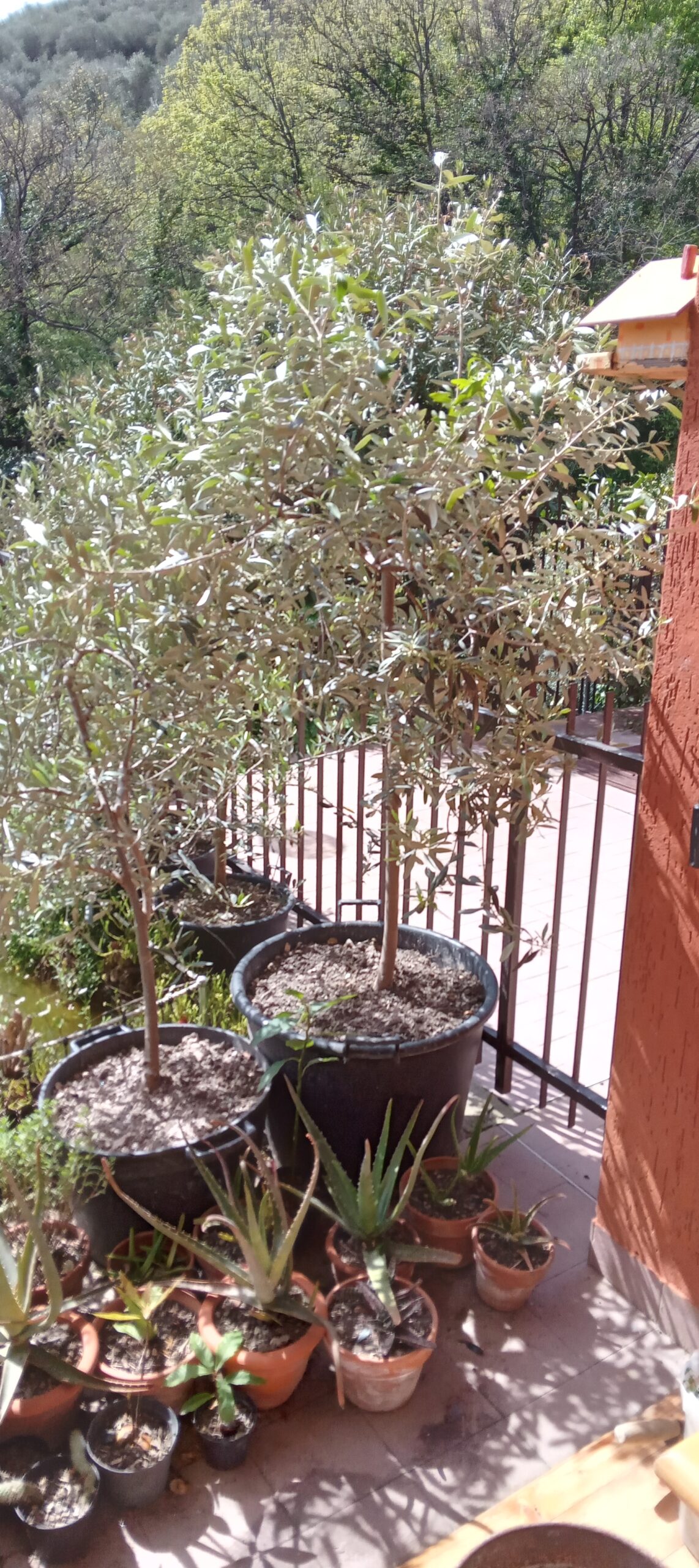 PIANTE OLIVO sane e robuste in gradi vasi