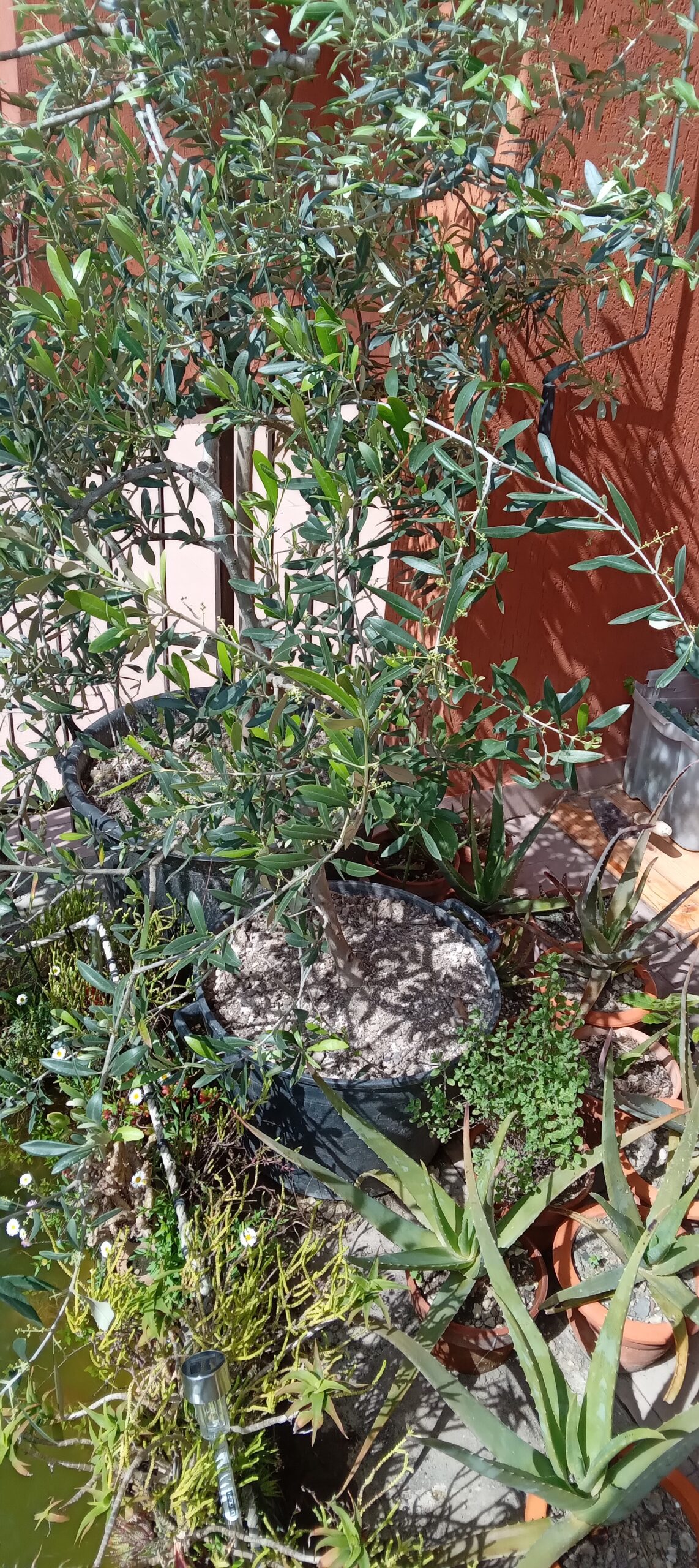 PIANTE OLIVO sane e robuste in gradi vasi