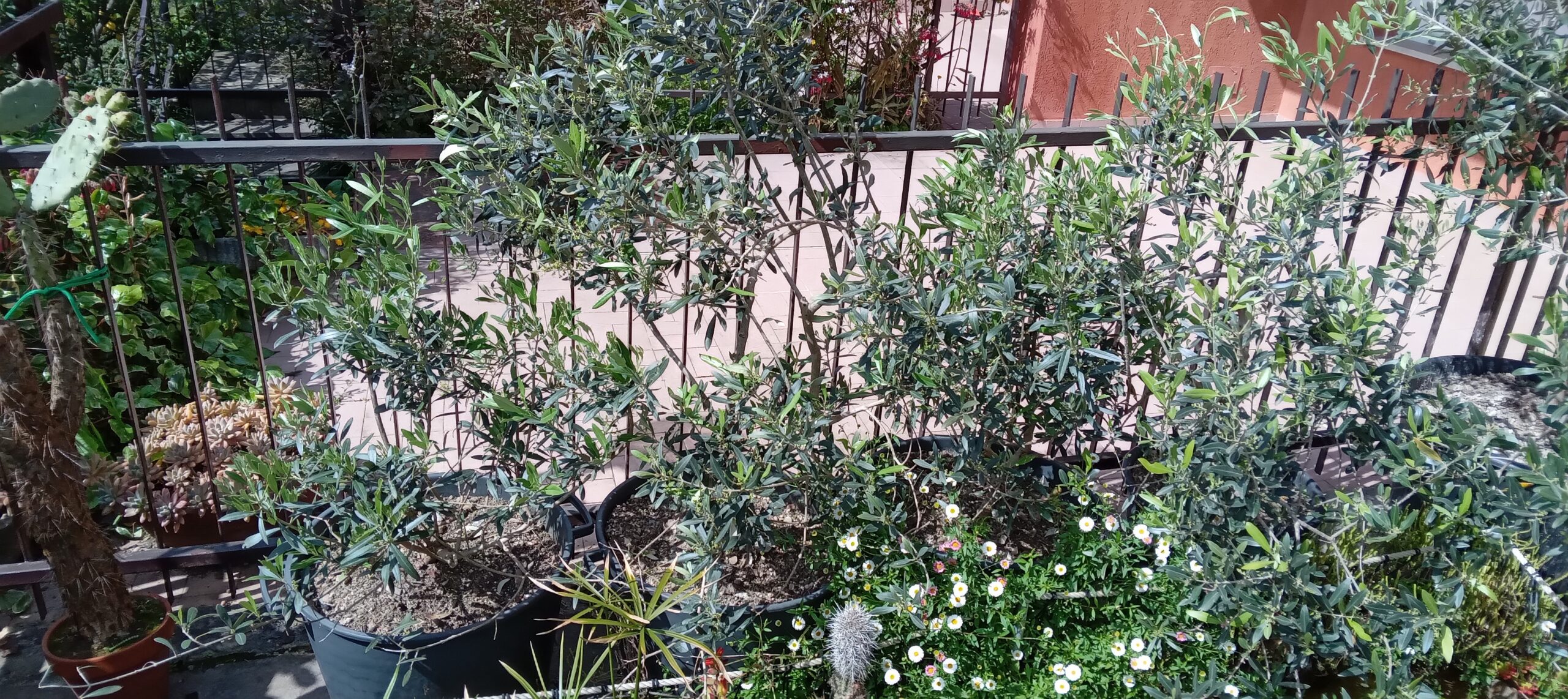 PIANTE OLIVO sane e robuste in gradi vasi