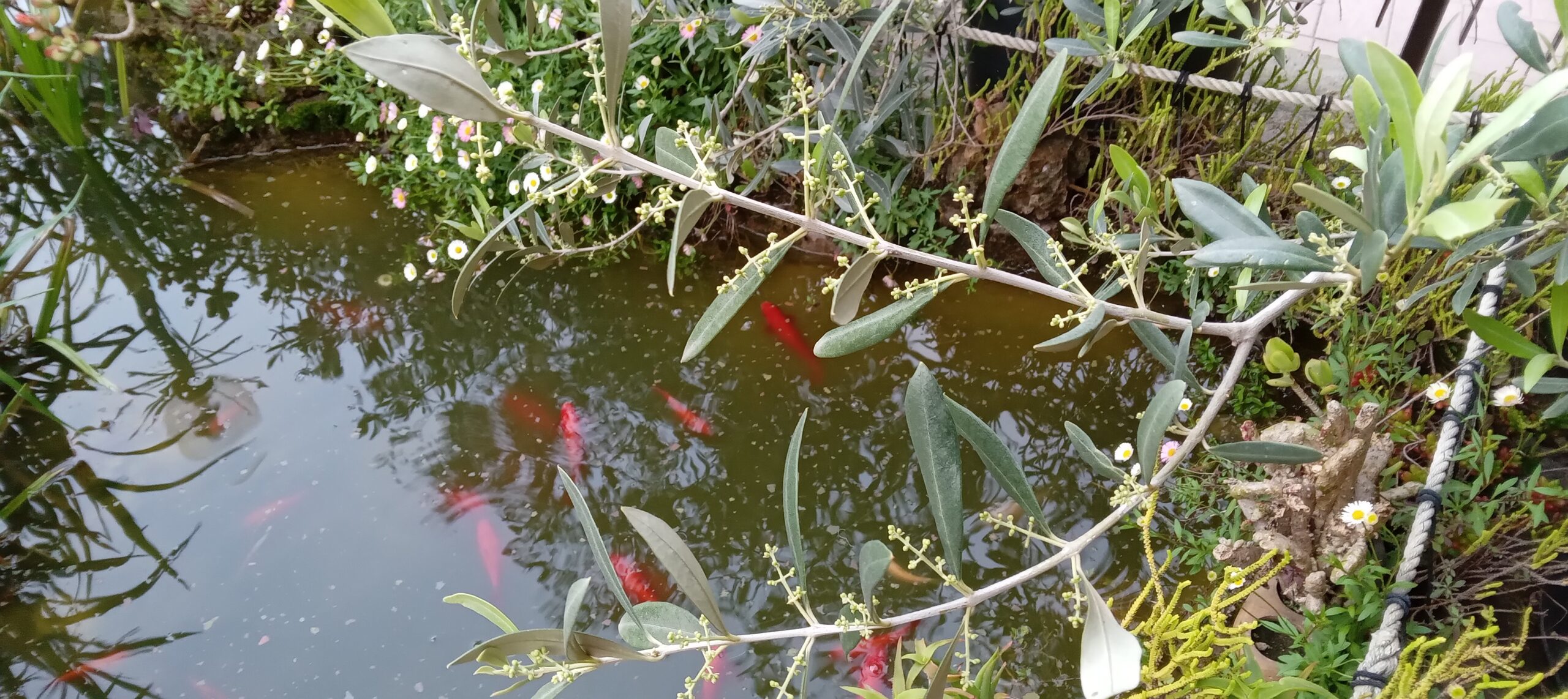 PIANTE OLIVO sane e robuste in gradi vasi