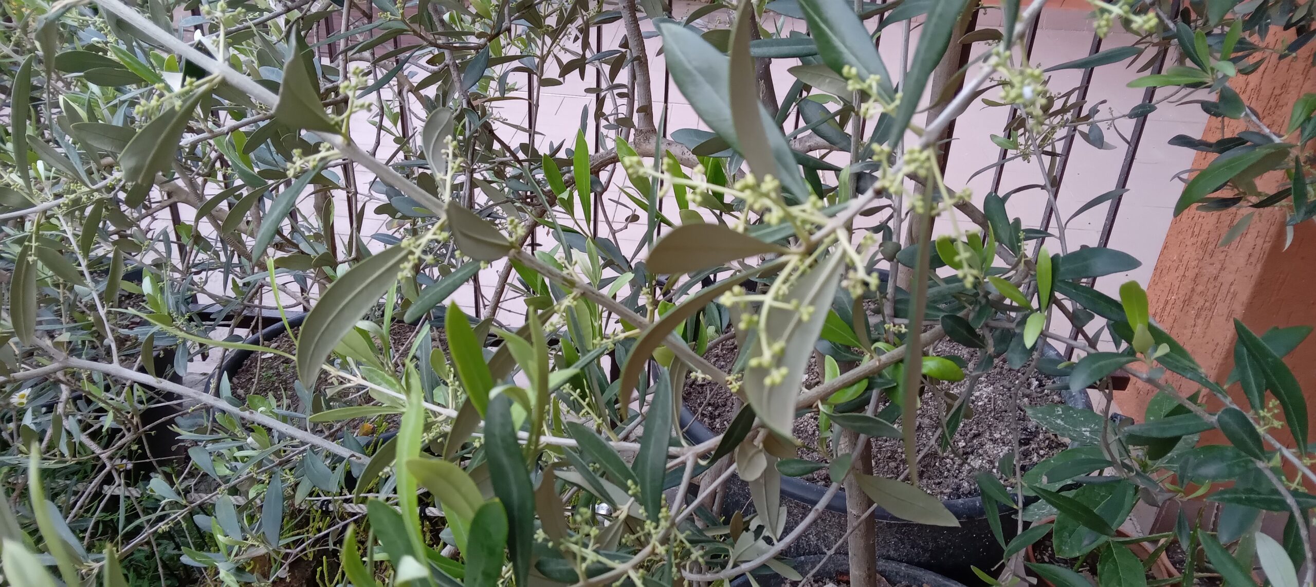 PIANTE OLIVO sane e robuste in gradi vasi