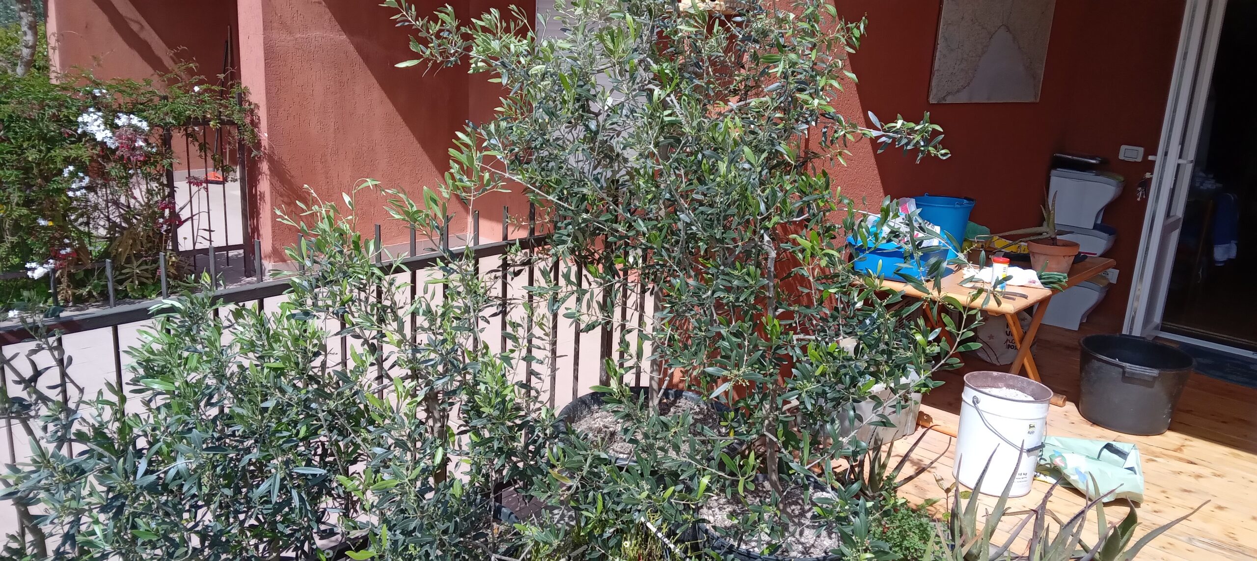 PIANTE OLIVO sane e robuste in gradi vasi