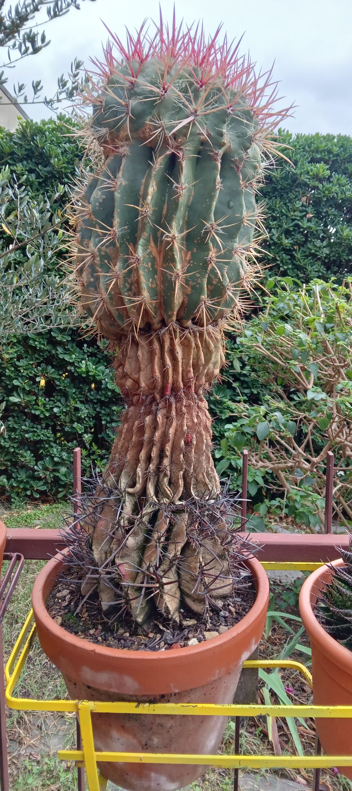 FEROCACTUS in vaso di terracotta