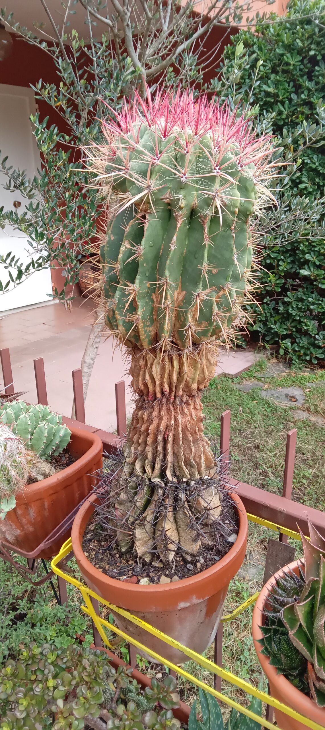 FEROCACTUS in vaso di terracotta
