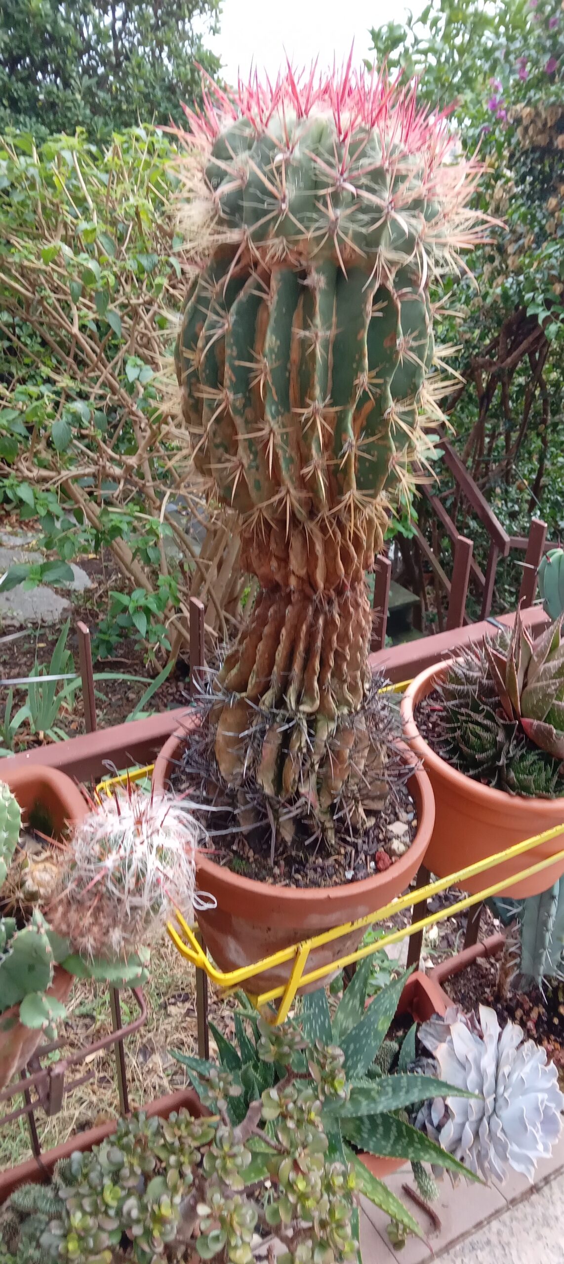 FEROCACTUS in vaso di terracotta